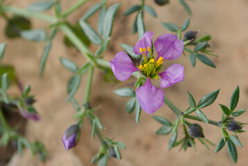 plant and flower, botanic life, in high atlas garden, morocco 