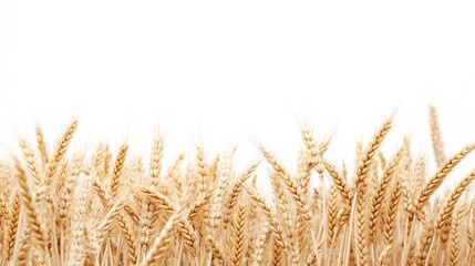 Fototapeta premium Close up view of golden wheat field. Ripe wheat stalks shown. Agriculture image perfect for farm backgrounds, agriculture themes. Wheat ready for harvest. Perfect image for nature, food related