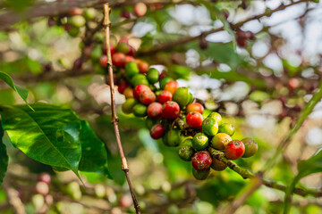 View of red and raw coffee cherries on a branch of a coffee tree in a coffee plantation in the mountains Riosucio, Colombia in a village in the Andean mountains of the Colombian coffee growing region