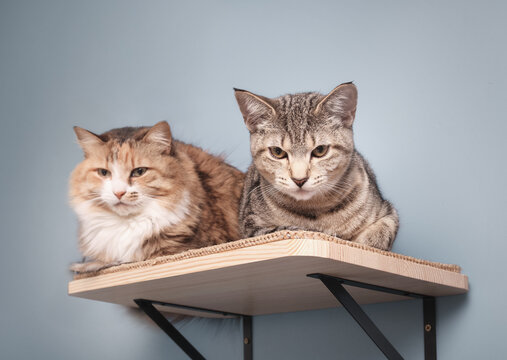 Happy cats on cat shelf. 2 bonded cats lying together on wall shelf or perch feeling safe. Indoor pet furniture providing a safe space to hang out. Adult calico cat and tabby kitten. Selective focus.