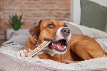 Dog with antler chew stick in mouth. Puppy dog chewing on deer antler. Dental health for dogs....