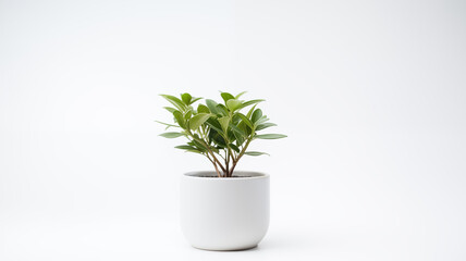 Obraz premium Minimalistic indoor plant in a white ceramic pot on a clean background, symbolizing growth and modern aesthetics