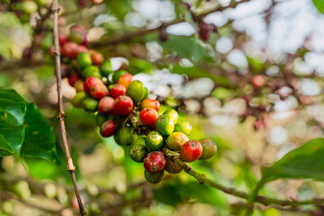 View of red and raw coffee cherries on a branch of a coffee tree in a coffee plantation in the mountains Riosucio, Colombia in a village in the Andean mountains of the Colombian coffee growing region