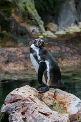 Fototapeta premium The penguin stands in the zoo