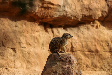 A meerkat is sitting in the wild