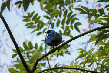 blue bird on branch