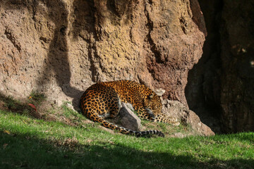 leopard in zoo