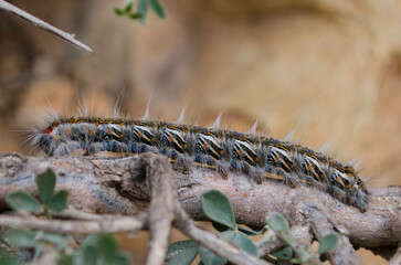 closeup a butterfly in the wild life, high atlas morocco