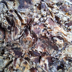 seashell stone. background beige brown