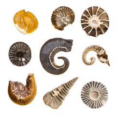 Set of ancient fossils isolated on transparent background
