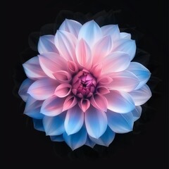Fototapeta premium Surreal dark chrome pink and purple flower dahlia macro isolated on black