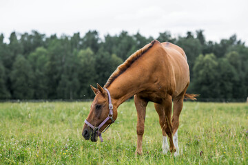 Beautiful natural landscape. Beautiful horses in the pasture. The horses are in the paddock. Livestock.