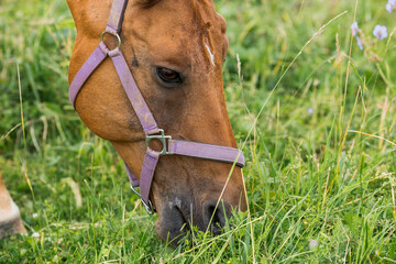 Fototapeta premium Beautiful natural landscape. Beautiful horses in the pasture. The horses are in the paddock. Livestock.