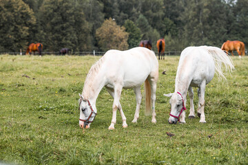 Fototapeta premium Beautiful natural landscape. Beautiful horses in the pasture. The horses are in the paddock. Livestock.