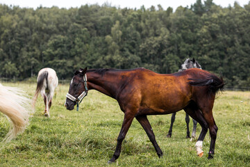 Fototapeta premium Beautiful natural landscape. Beautiful horses in the pasture. The horses are in the paddock. Livestock.
