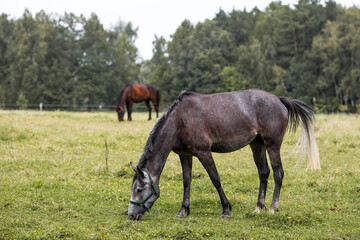 Obraz premium Beautiful natural landscape. Beautiful horses in the pasture. The horses are in the paddock. Livestock.