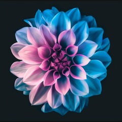 Obraz premium Surreal dark chrome pink and purple flower dahlia macro isolated on black