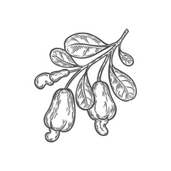 A branch of cashew nuts on a white background