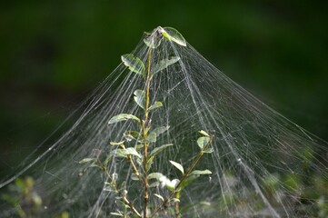 large spider web on a plant