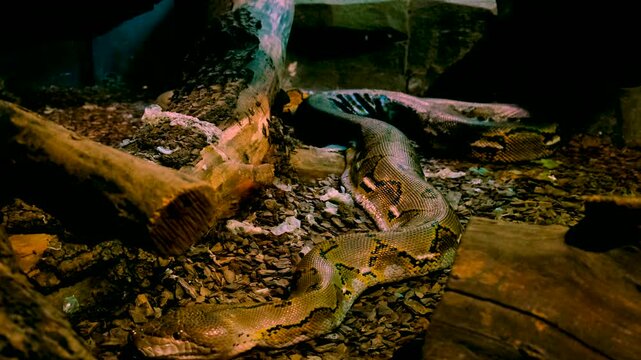 snake in a terrarium. Selective focus.