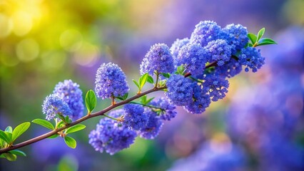 Obraz premium Minimalist Ceanothus Bloom: Vibrant Purple Flowers Against a Clean Background