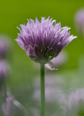 Flowering chives. Lush flowering chives with purple buds  in the garden. Shallow depth of field