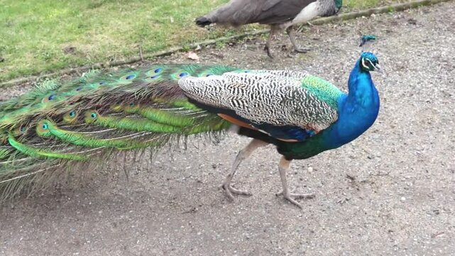 Czech Republic, Ploskovice March 3.2024. Peacock looking for food in the park
