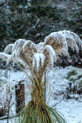Die Wedel der Pampasgraspflanzen in verschiedener Größen im Garten bei Schneefall