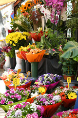 Flowers for sale in a flower stall in Barcelona Spain on the most famous street, Las Rambla