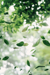Obraz premium Serene falling leaves in soft light