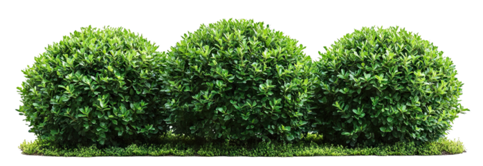 Three round green bushes, isolated on transparent cutout background
