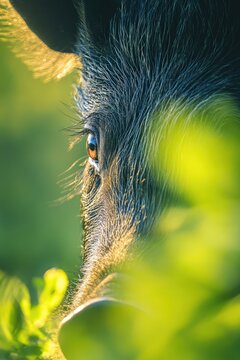 piglet in the grass. Selective focus