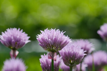 Obraz premium Chives growing outside in a garden. Shallow depth of field
