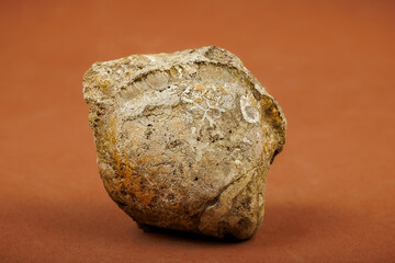 Fossilized oyster with intricate details and textures against a brown background.