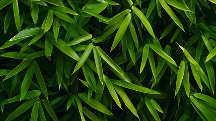 Fototapeta premium Lush Green Bamboo Leaves in Sunlight Creating a Natural Backdrop