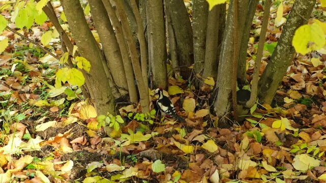 woodpecker among yellow leaves near a tree in an autumn forest
