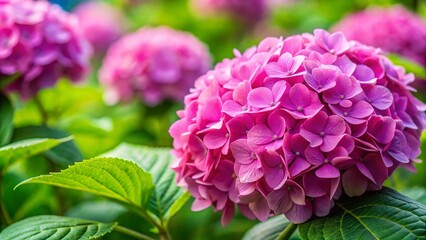 Fototapeta premium Minimalist Pink Hydrangea Macrophylla Blooms in Garden