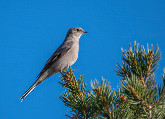 Townsend's Solitaire