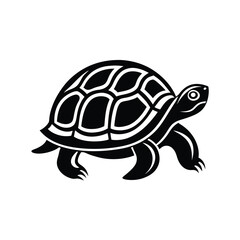turtle illustration