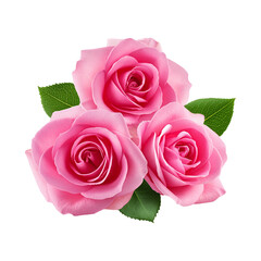Fototapeta premium Three pink rose flower with leaf on transparent background