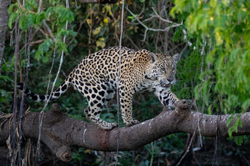 Yaguarete en Arbol © Tomas
