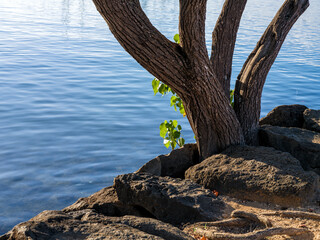 Fototapeta premium Tree with Multiple Trunks Growing on the Edge of the Ocean in Honolulu Hawaii.