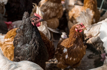 Portrait of hens and roosters in a pen on a poultry farm. Close-up. Domestic birds on the farm. Agricultural industry.