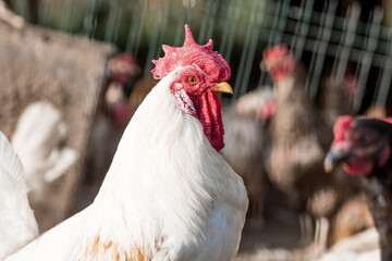 Portrait of hens and roosters in a pen on a poultry farm. Close-up. Domestic birds on the farm. Agricultural industry.