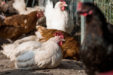 Portrait of hens and roosters in a pen on a poultry farm. Close-up. Domestic birds on the farm. Agricultural industry.