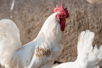 Portrait of hens and roosters in a pen on a poultry farm. Close-up. Domestic birds on the farm. Agricultural industry.