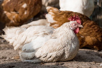 Portrait of hens and roosters in a pen on a poultry farm. Close-up. Domestic birds on the farm. Agricultural industry.