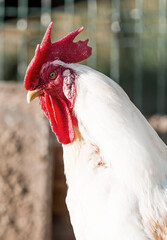 Portrait of hens and roosters in a pen on a poultry farm. Close-up. Domestic birds on the farm. Agricultural industry.