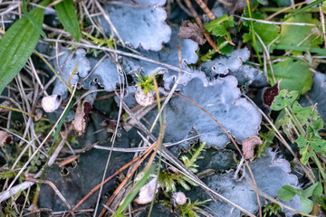 forest ground with blue lichen and green grass