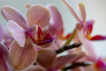 Fototapeta premium Great Yellow Orchid in bright background. Amazing colors